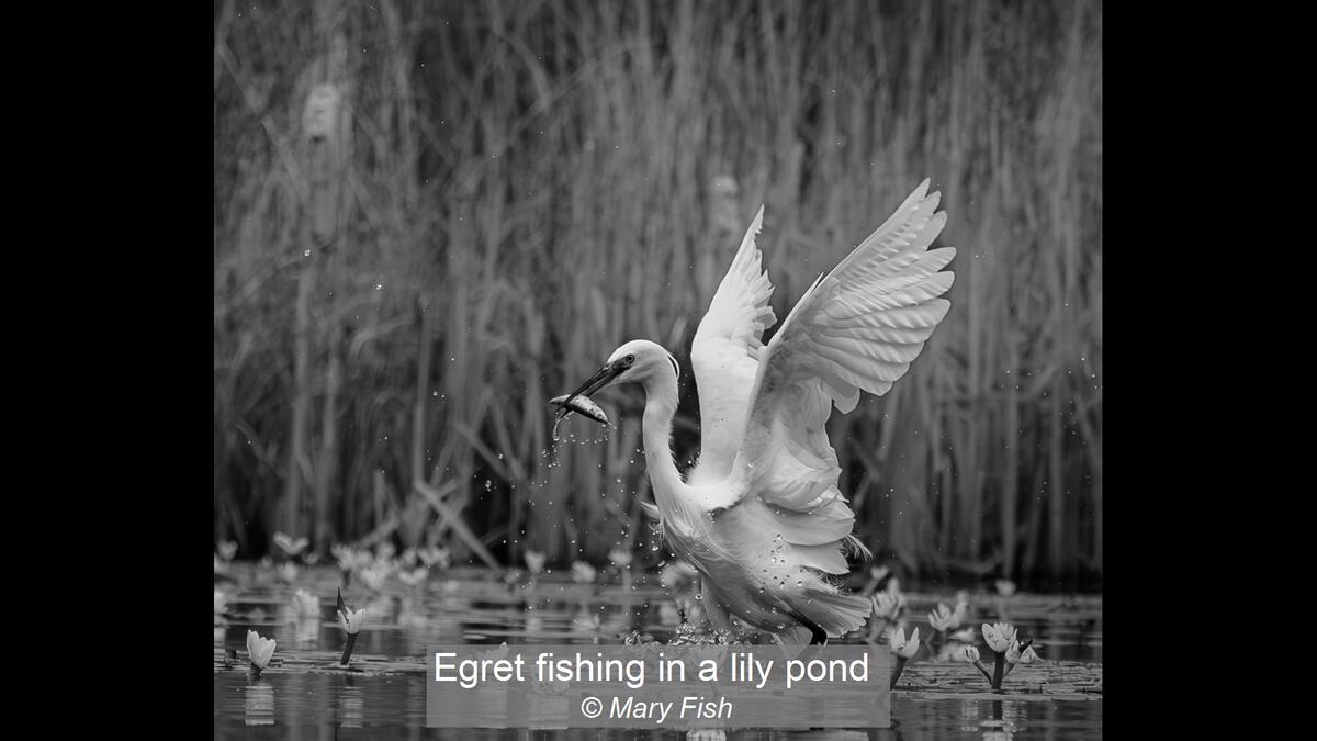 Egret fishing in a lily pond